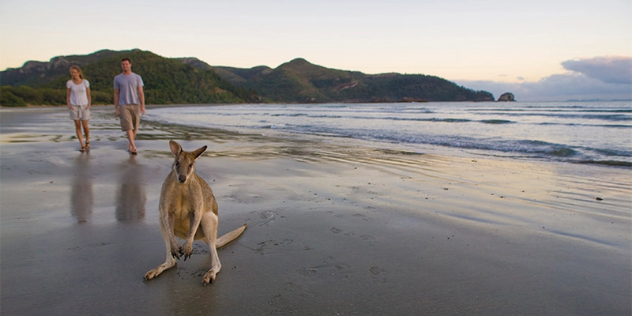 a man and woman stroll along the wet sand with a grey kangaroo ahead of them on the beach