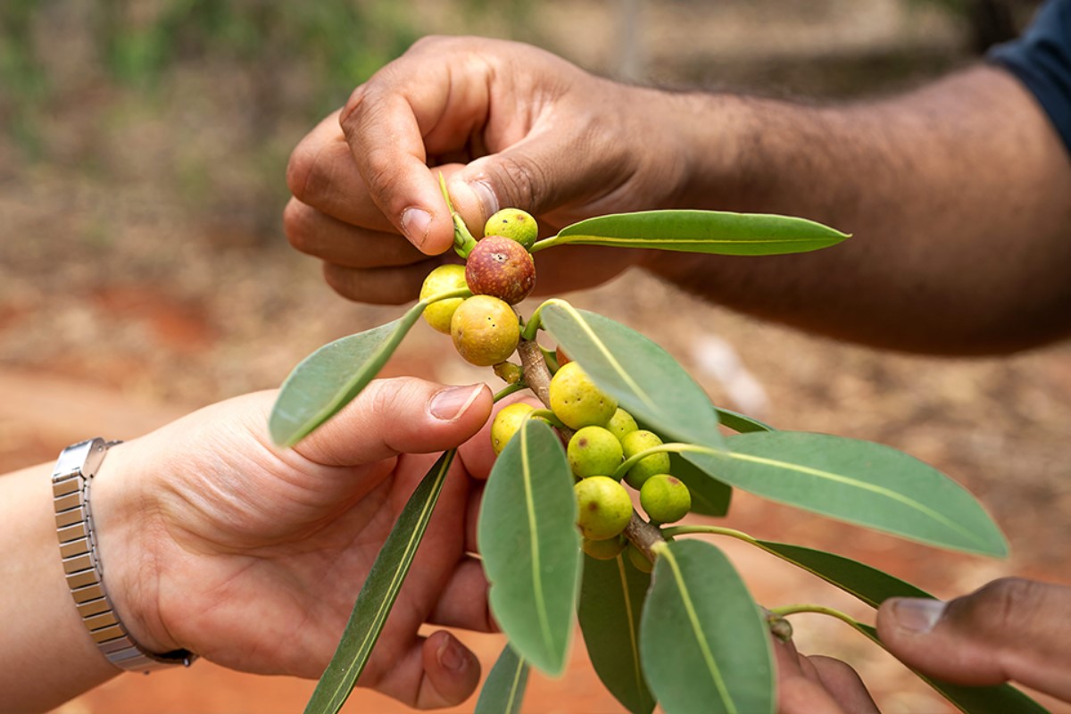 close-up-of-native-plant-nt-1200x800 Slide 4