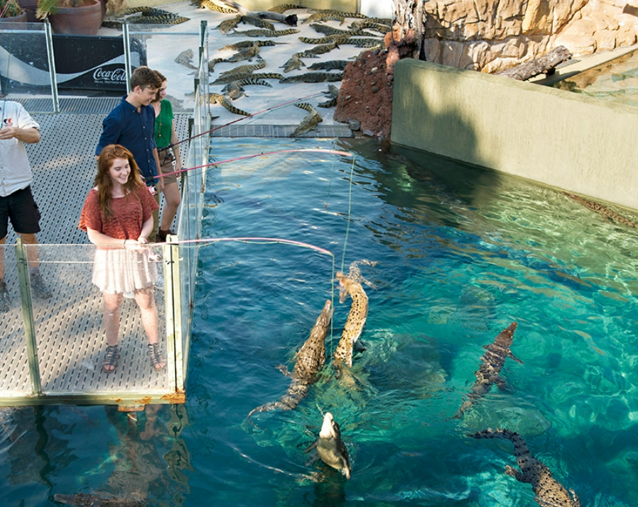 crocodile-feeding-crocosaurus-cove-nt-900x715 Slide 2