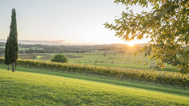A sunset over a vineyard, with paddocks and treed hills stretching toward mountains on the horizon.