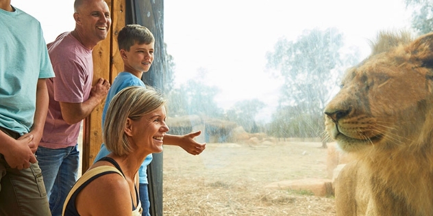 family of four look through glass separating them from the lion paddock to meet eyes with a lion