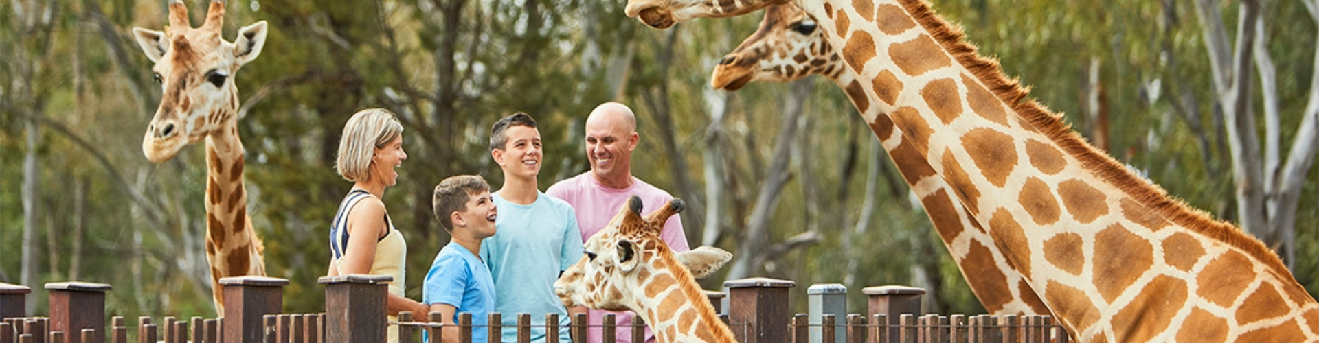 taronga-zoo-giraffe-dubbo-nsw-1920x500 A couple and two boys smiling as they look up at three giraffes behind a wood fence.