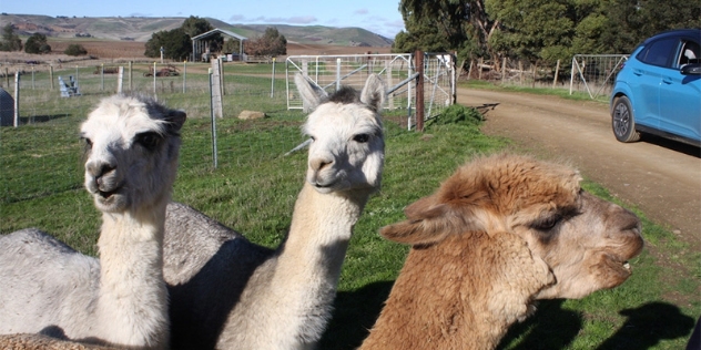 two white and one light brown alpaca in a paddock with a mid blue Hyundai Kona electric vehicle in the background