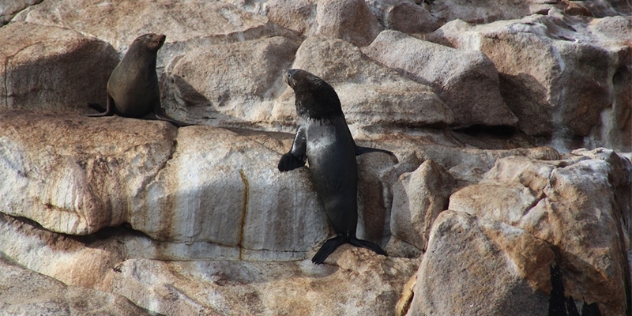 a small, dark brown fur seal rests on rounded sandstone rocks