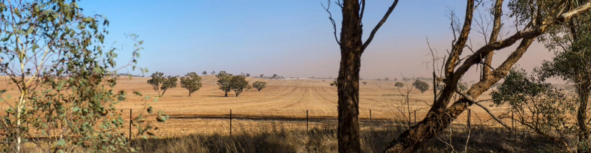 farmers-fields-riverina-nsw-1920x500 Golden, groomed farmer's fields dotted with trees stretching into the distance, under blue sky.