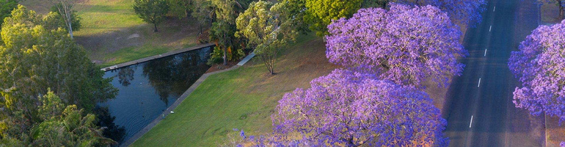 Grafton NSW Jacaranda trees arial view of a road lined by jacaranda trees covered in purple flowers