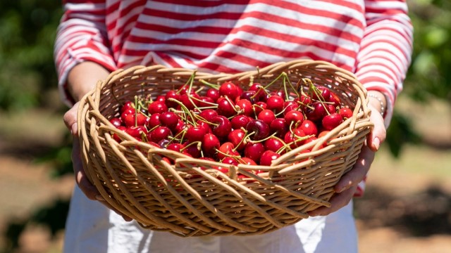 A person wearing a red and white striped shirt, holding a wicker bowl of cherries. 