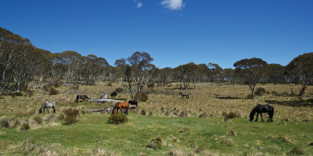  Horses of various colours graze in a scrubby paddock among gum trees under blue sky.