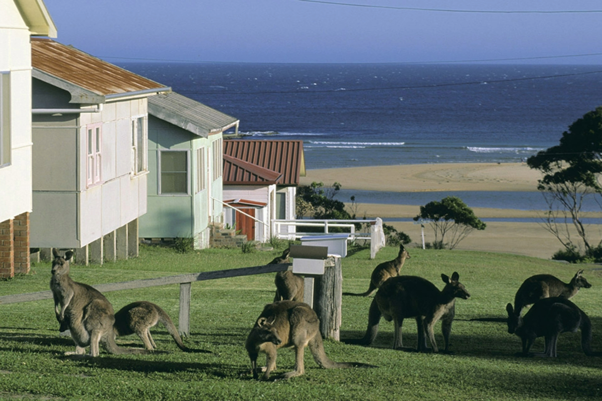 kangaroos-in-yard-durras-nsw-1200x800 Slide 3