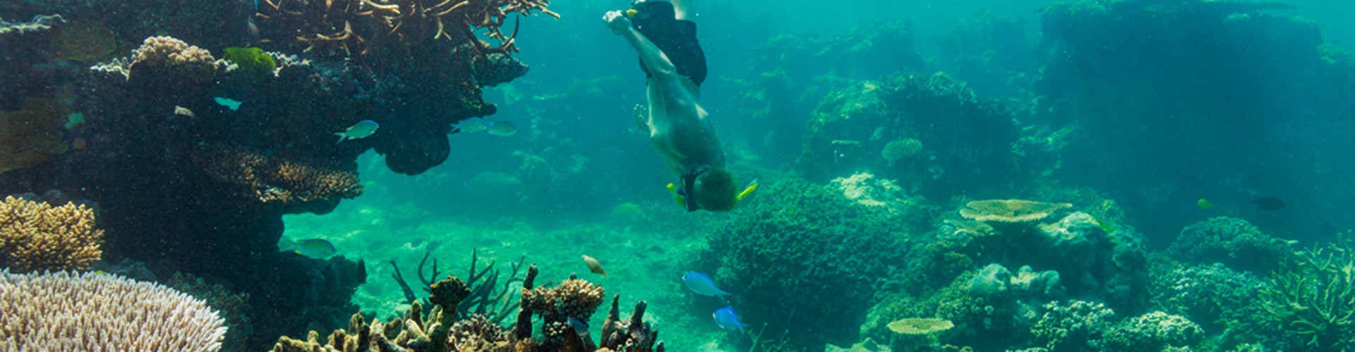 man-snorkeling-coral-reef-1920x500 an upside down underwater snorkelling along a rich coral reef as colourful fish swim past.