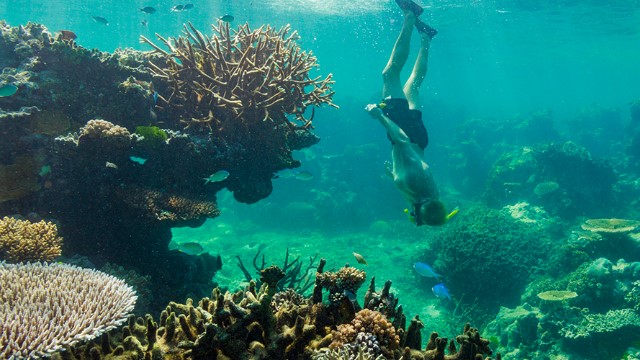 Man upside down underwater snorkelling along a rich coral reef as colourful fish swim past.