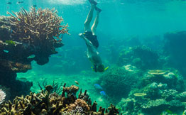 Man diving upside down in reef