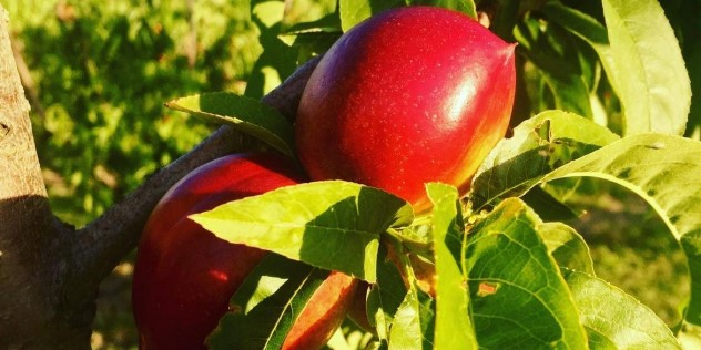 A close up of two ripe nectarine fruit on a sunny, leafy branch, with trees and blue sky in the background.