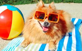dog with beach ball on stripey towel