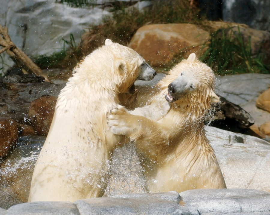 polar-bears-at-sea-world-qld-900x715 Slide 4