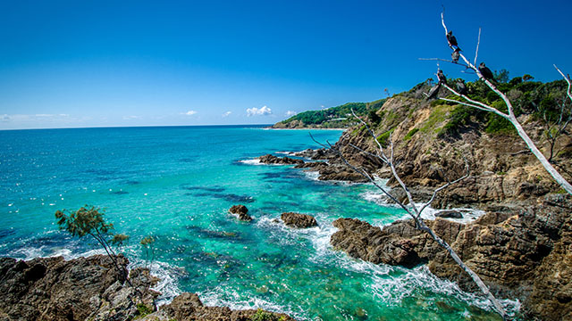 A rocky, grass topped shoreline with bright turquoise water and an overhanging branch with birds perched on it. 