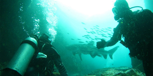 Two scuba divers seen from behind watching a mid-size shark and small shoal of fish swimming under the glow of the sun on the water's surface.