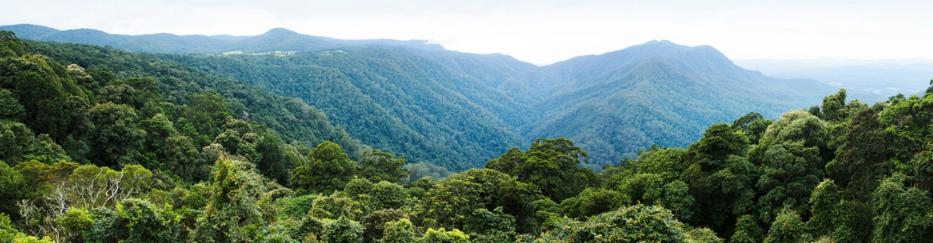 skywalk-lookout-dorrigo-nsw-1920x500 The view from a lookout point across a lush, rainforest valley stretching into the distance under clear skies.