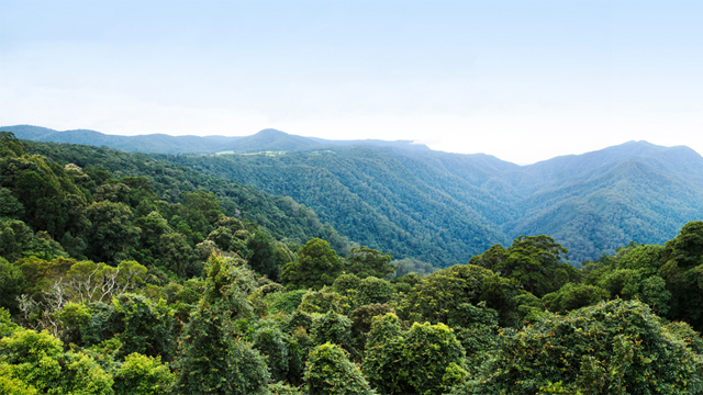 The view from a lookout point across a lush, rainforest valley stretching into the distance under clear skies.