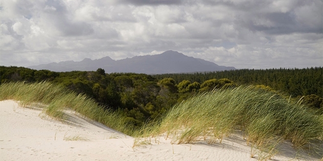 sand dunes and grasses frame view of trees and distant mountains