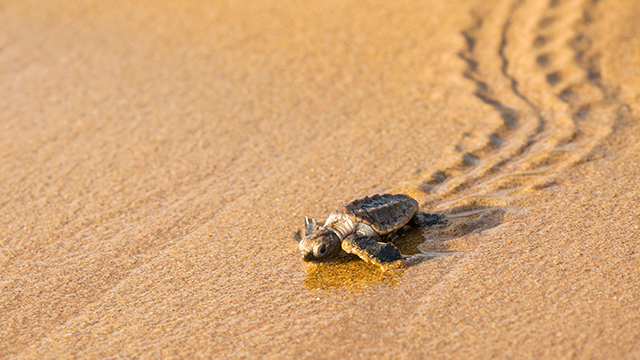 A turtle hatchling on the beach