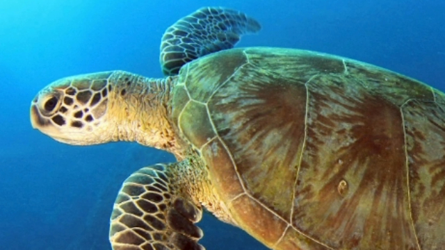 A lone sea turtle swimming through blue sea. 