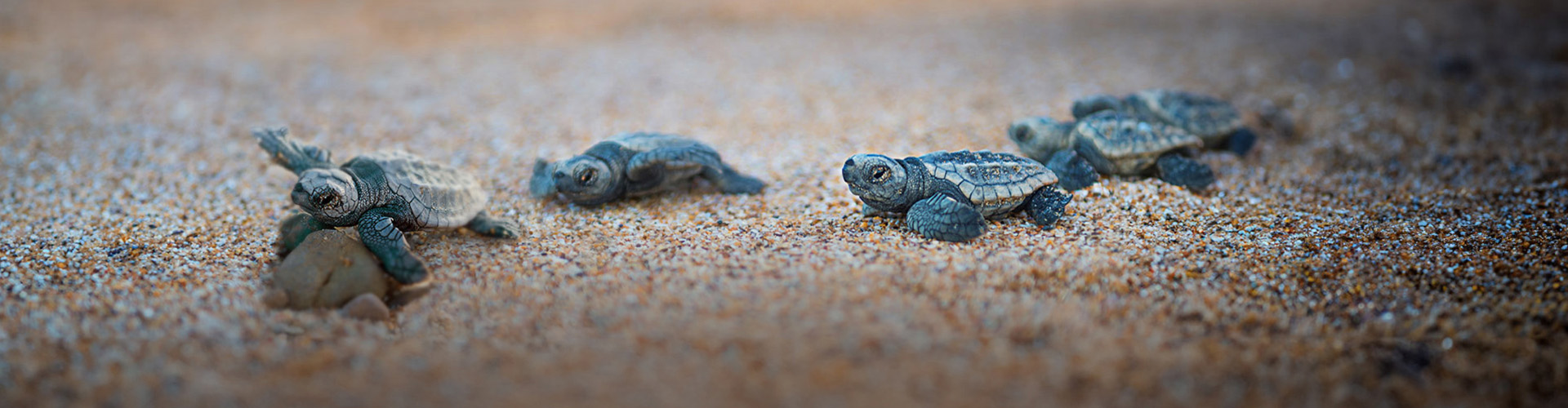 Mon Repos Turtle Sands
