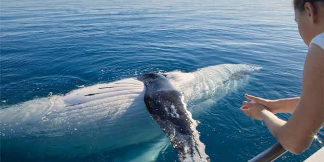  A woman leaning over a boat railing to watch a humpback whale rolling on it's back to show its white belly. 