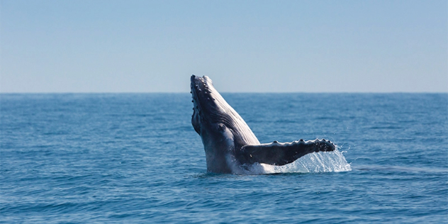 whale breaching to the left, half way out of the water