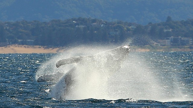A humpback whale throws itself into the air from dark blue water, causing a white spray all around it on a sunny day. A sandy, treed shoreline is faintly visible in the distance.