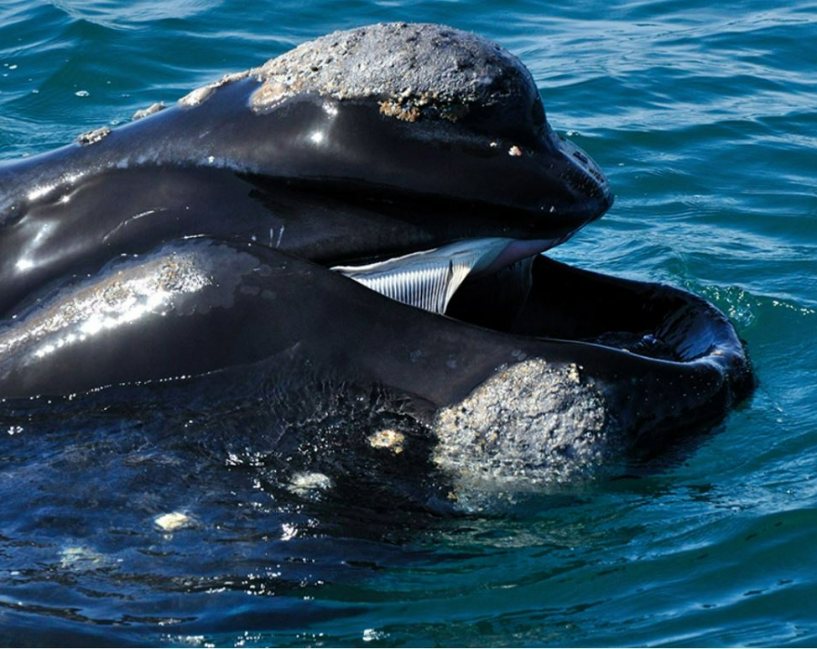 whale-on-big-duck-tours-sa-900x715 Slide 4