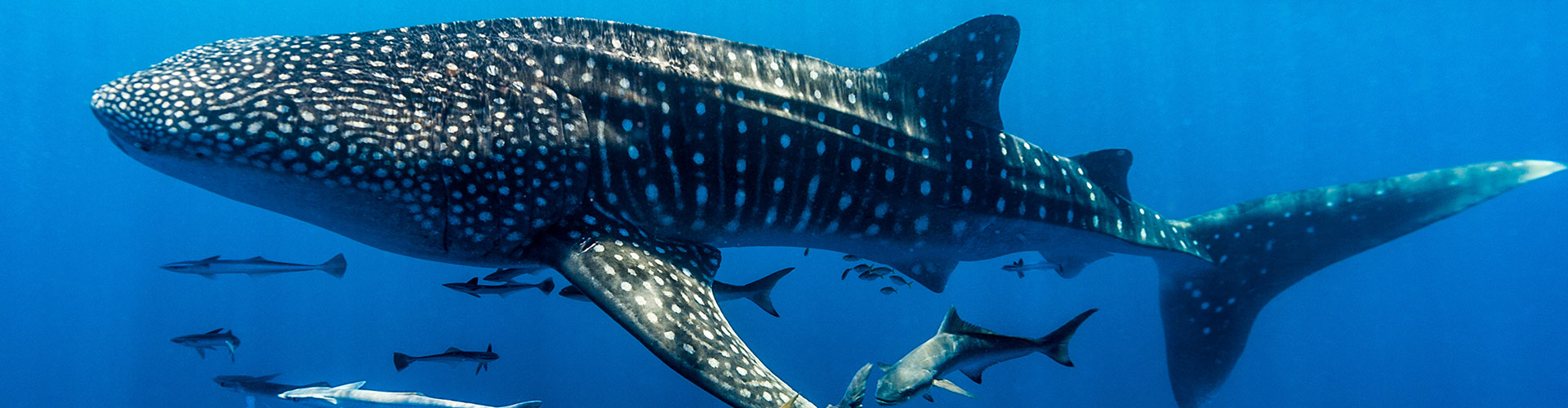 Whale shark Ningaloo reef