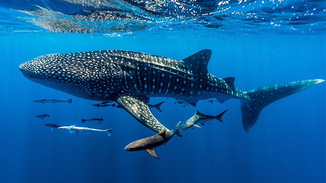 Whale shark Ningaloo reef