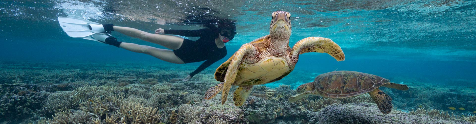 Woman diving with turtle at Lady Elliot Island