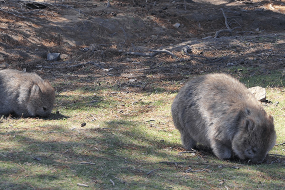 wombats-maria-island-1200x800 Slide 2