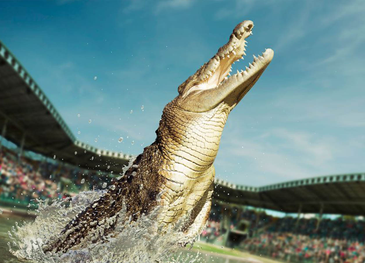 A trained Crocodile jumping out of the water in front of a crowd