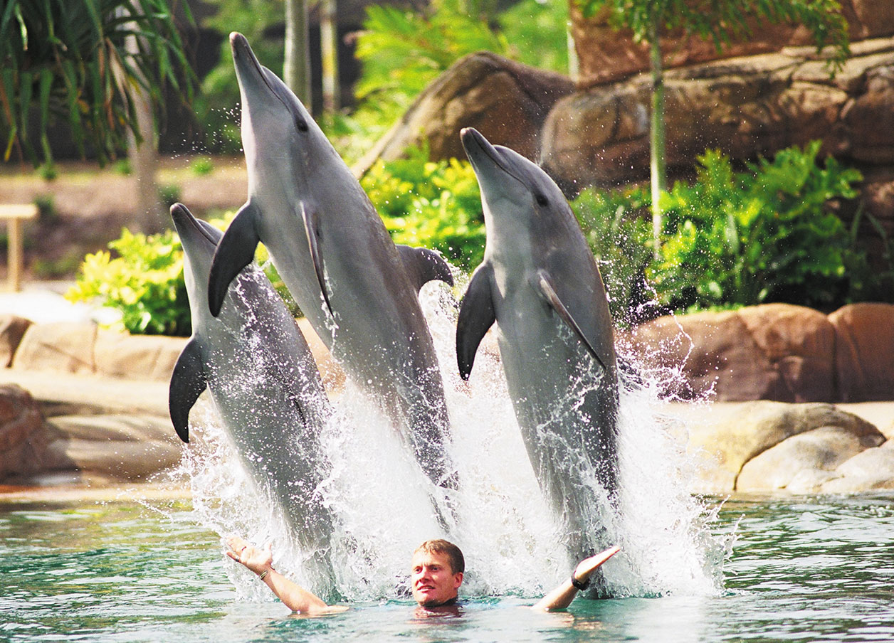 SeaworldHeadless_Web