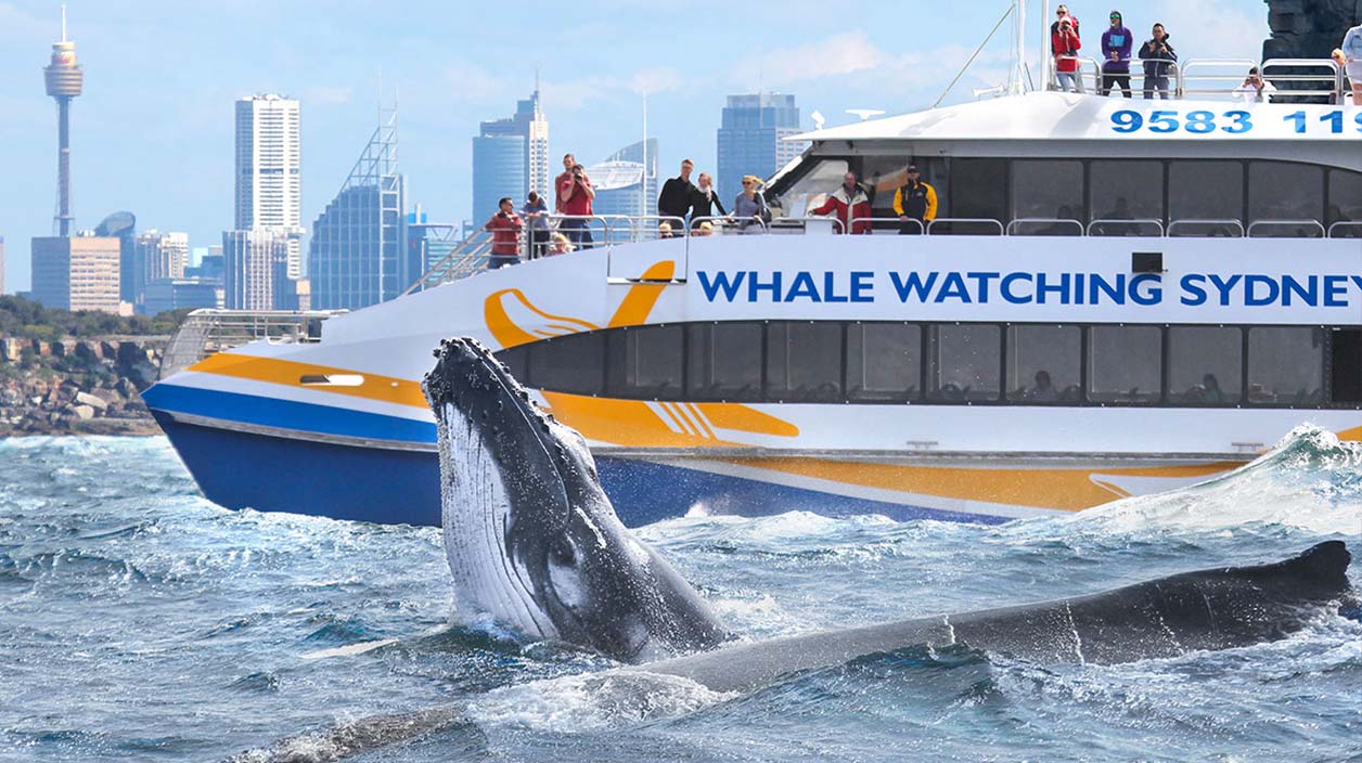 Whale Watching Sydney