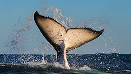 Central Coast Cruises